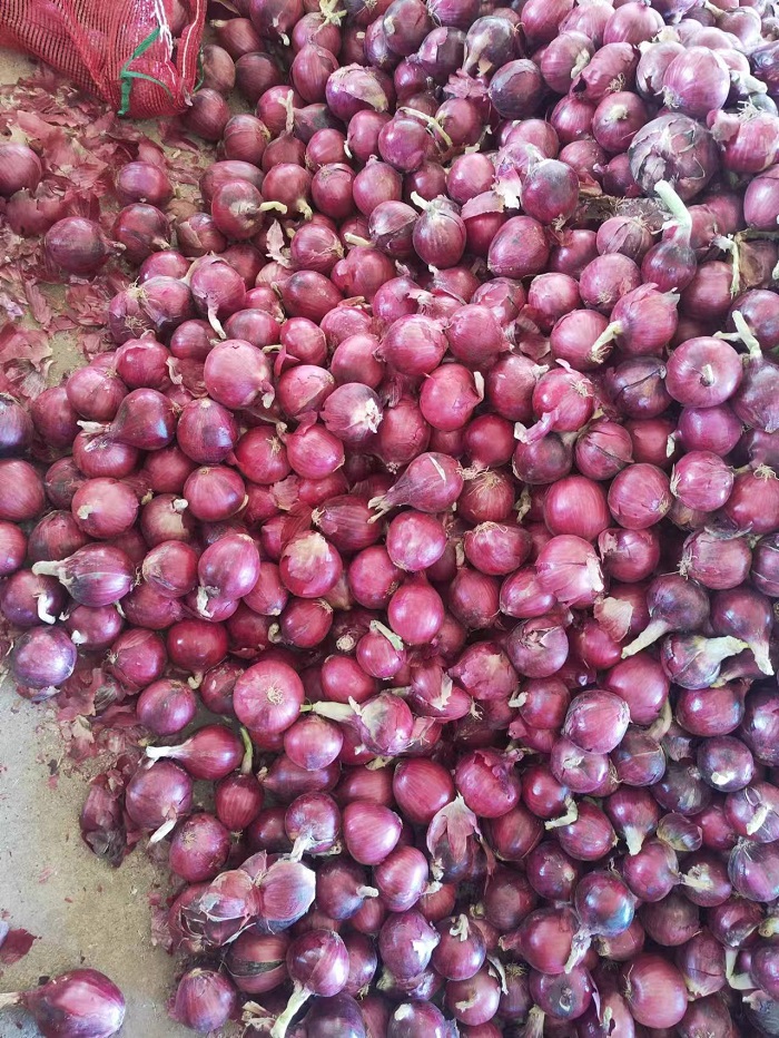 48279 - Red Onions Taiwan